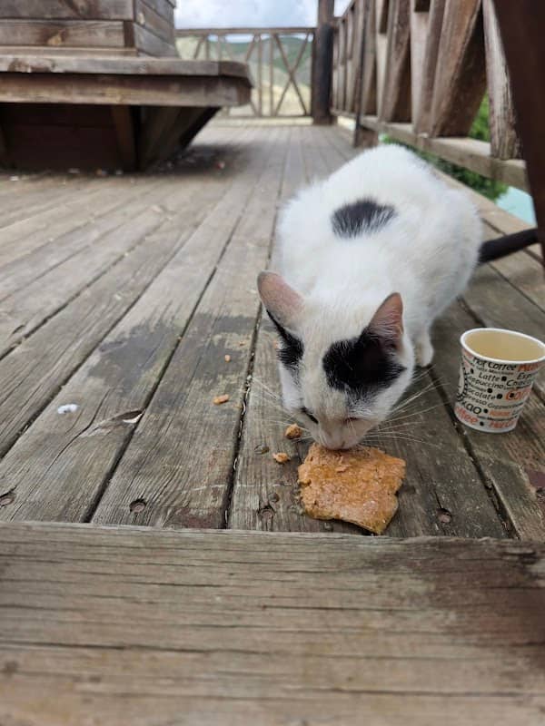 Kedi Midas'ın evi - Image 2