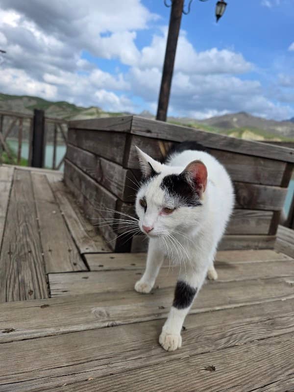 Kedi Midas'ın evi - Image 1