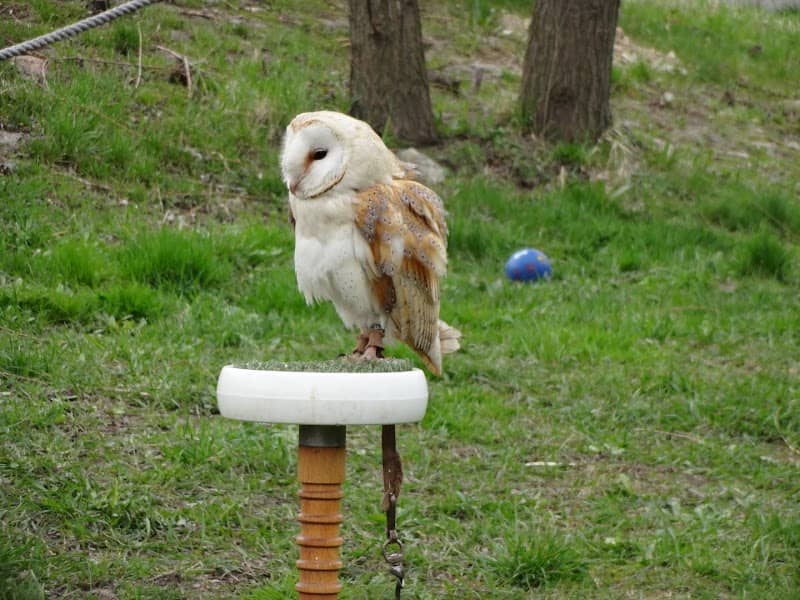 Falknerei und Minizoo Devin - Image 1