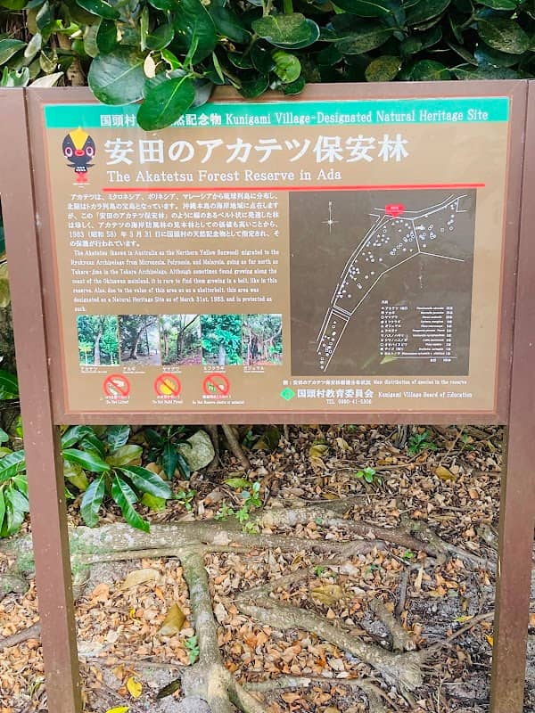 安田のアカテツ保安林 - Image 1