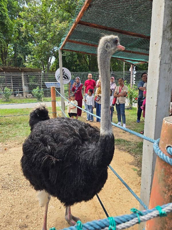 P.D. Ostrich Show Farm - Image 1