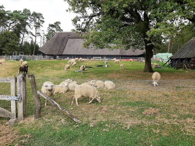 Schaapskooi Loenermark parkeerplaats - Image 1