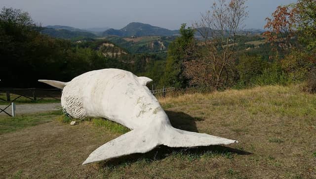 Scheletro di balena in Val di Zena - Image 2