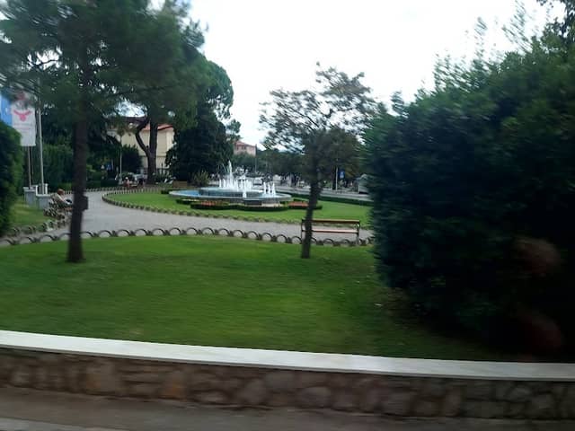 Malik's tree - Image 1