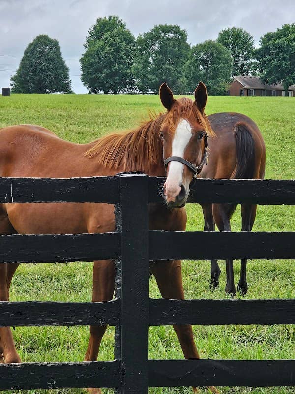 Godolphin at Gainsborough Farm - Horse Country Tours - Image 1