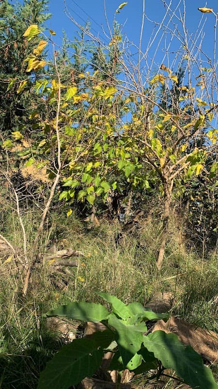 Green space - Image 1