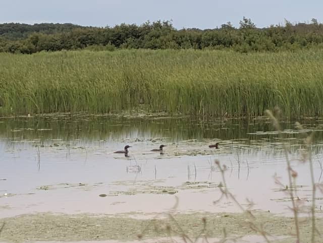 Crex Meadows Wildlife Refuge - Image 1