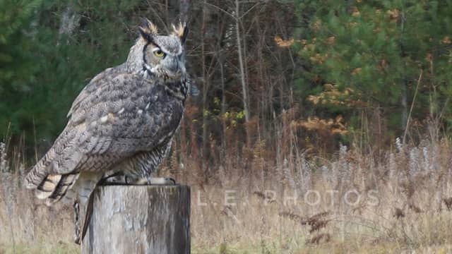 The Eyrie - Image 1