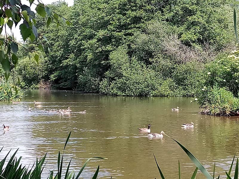 Tocil Wood and Nature Reserve - Image 2