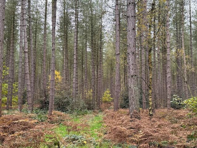 Harlow Wood - Image 2