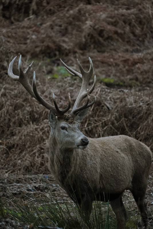 Bradgate park - Image 3