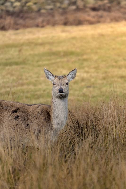 Bradgate park - Image 2