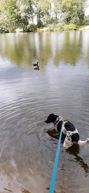 Dog Park - Image 2