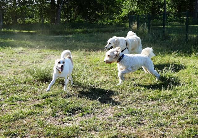 Dog Park - Image 1