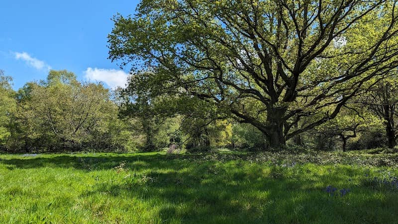 Stelling Minnis Common - Image 1