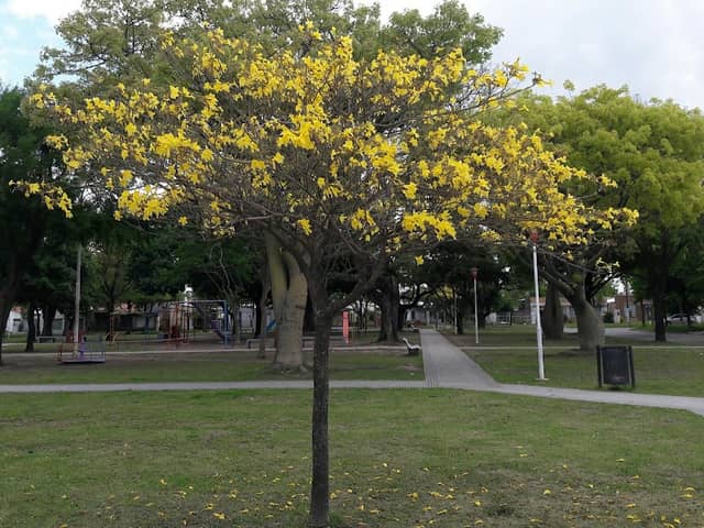 Plaza de la Bandera - Image 2