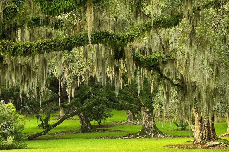 Jungle Gardens - Image 1