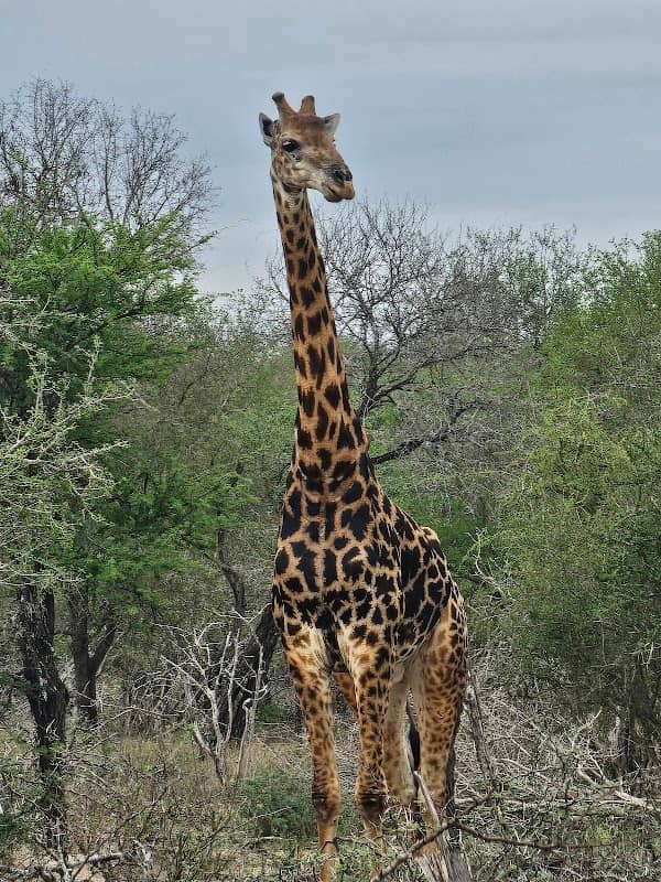 Kruger national park - Image 1