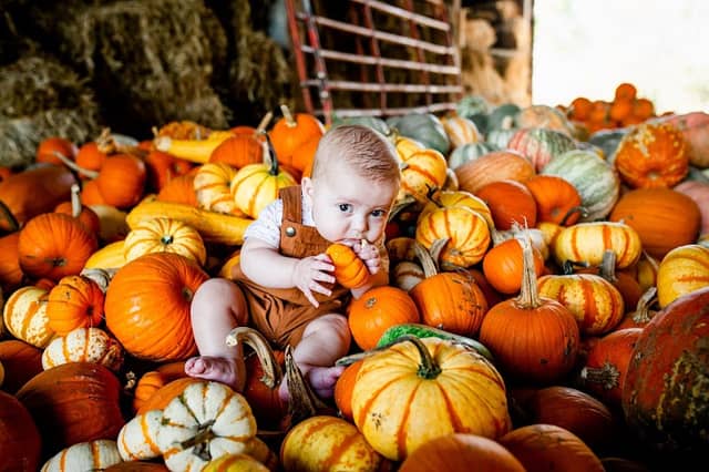 Rolling Acres Pumpkin Patch - Image 2