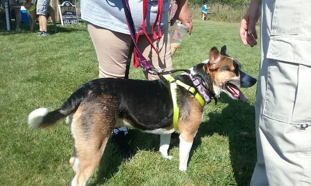 McBark Dog Park - Image 2