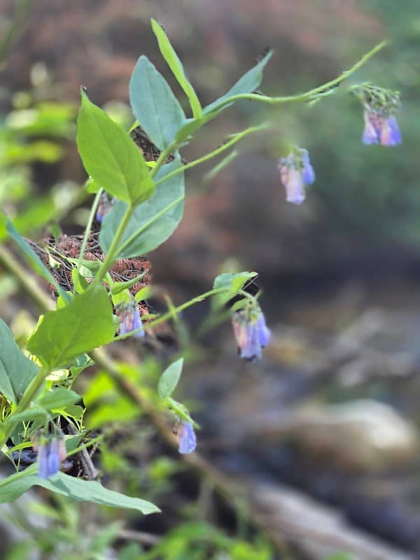 Howell creek - Image 2