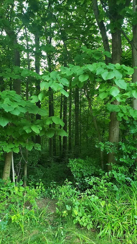 Ruby Green Space - Image 2