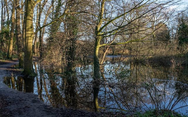 Dene Woodland - Image 2
