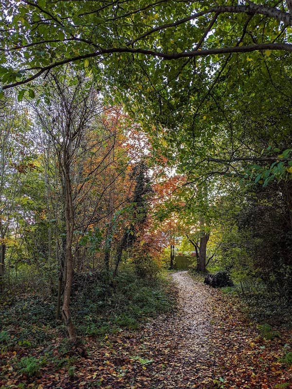 Dene Woodland - Image 1