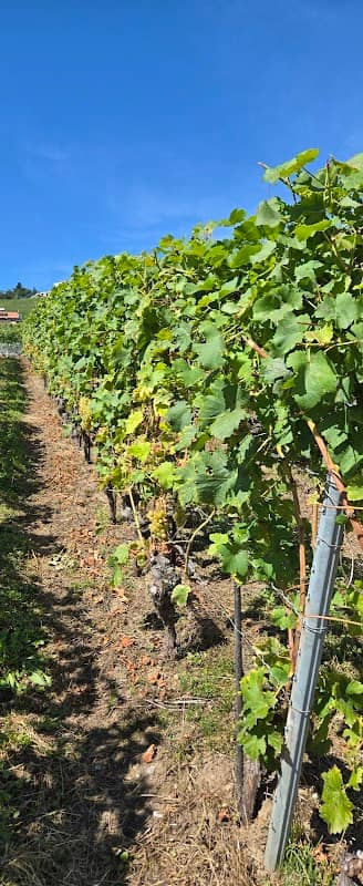 Lavaux vineyards - Image 1