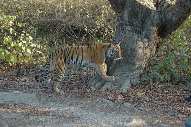Tigers in Corbett - Image 1