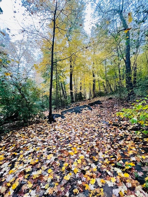 Hunt's Woods Park - Image 1
