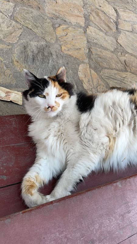 Şişko Kedi - Image 1
