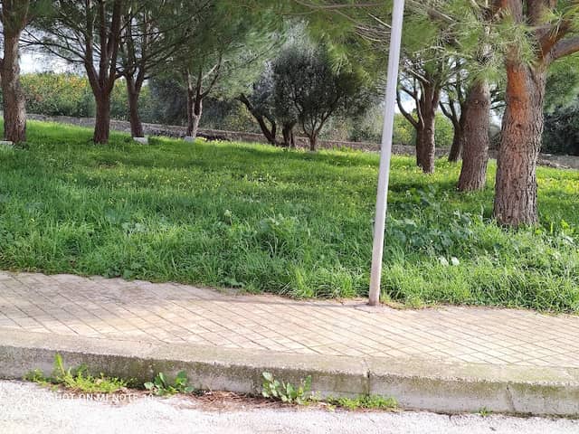 Parco Sandro spagnoli - Image 1
