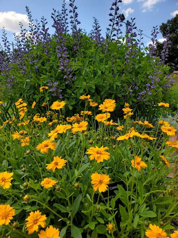 Piedmont Physic Garden - Image 2