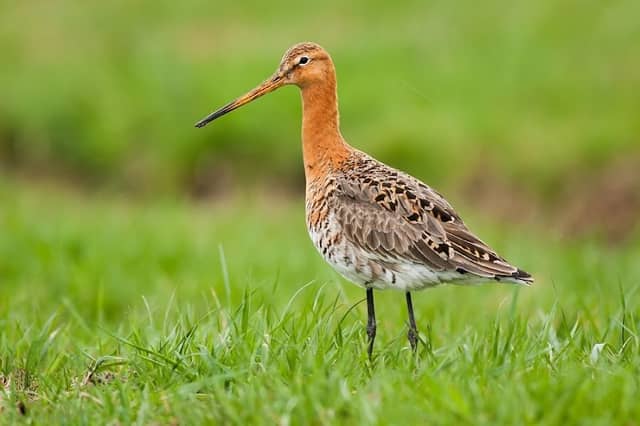 Weidevogelreservaat “De Hoon” Houten. - Image 1