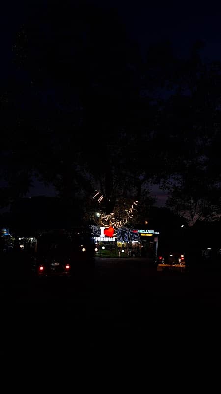 Nedumangad Tree - Image 3