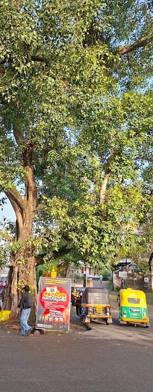 Nedumangad Tree - Image 2