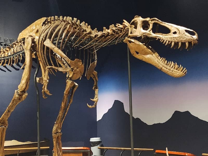 Burpee Museum of Natural History - Image 3