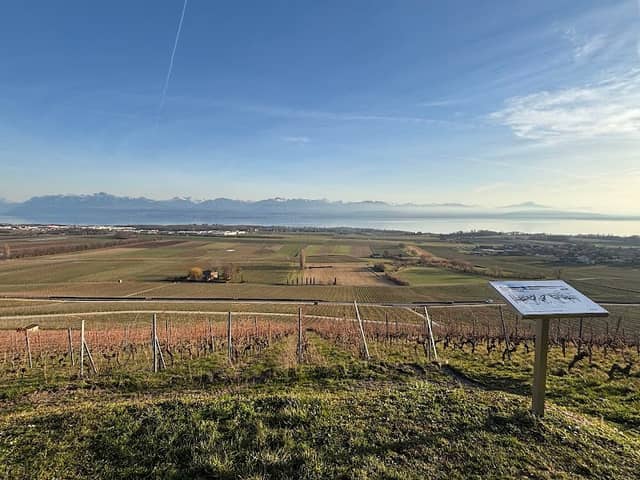 La capite de la garde des vignes - Image 2