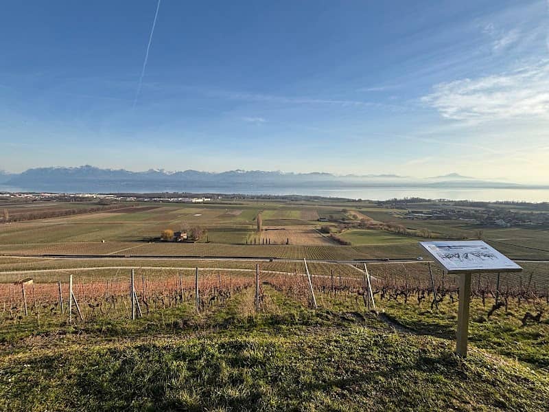 La capite de la garde des vignes - Image 2