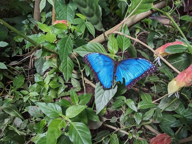 Monteverde Butterfly Gardens - Image 2