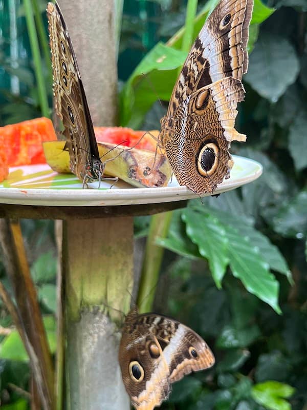 Monteverde Butterfly Gardens - Image 3