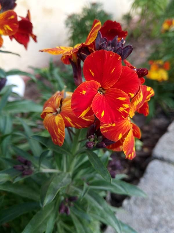 Geyikli Saksı - Image 1