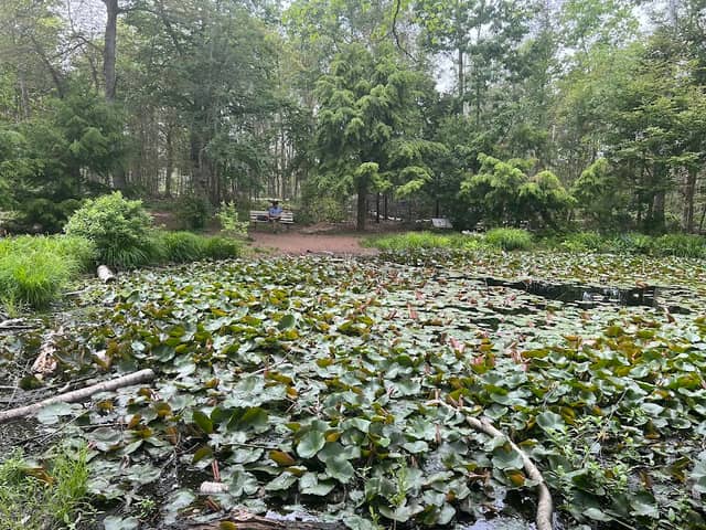 Dead Man's Pond - Image 1