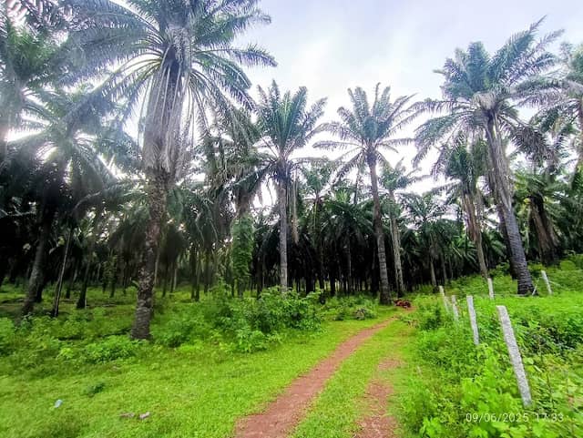 Kulathupuzha Oil Palm 🌴 Plantation view point - Image 1
