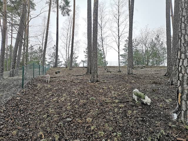 Södertälje Hamn Hundpark - Image 2