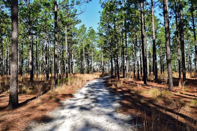 Carvers Creek State Park, Sandhills Access - Image 1