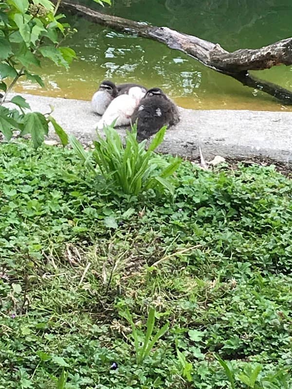 Entenpfuhl im Wildpark Eichert - Image 1
