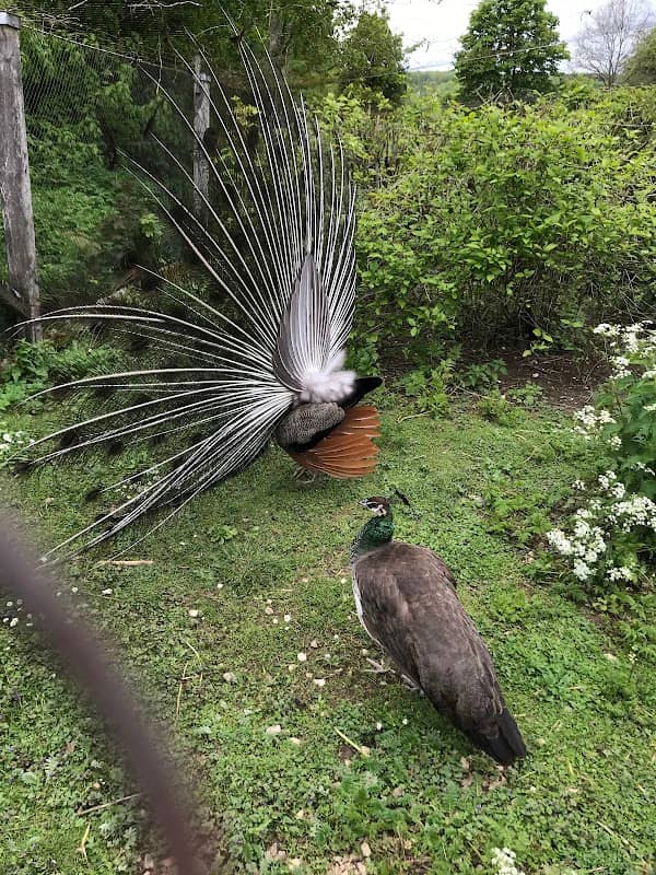 Entenpfuhl im Wildpark Eichert - Image 2