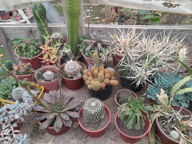 Cactus Peralillo - Image 1